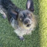 An image of Mateo. Mateo is a Mixed Breed (Small).