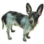 An image of Mateo. Mateo is a Mixed Breed (Small).