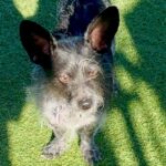 An image of Mateo. Mateo is a Mixed Breed (Small).