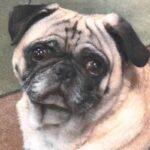 An image of Cooper. Cooper is a Pug.