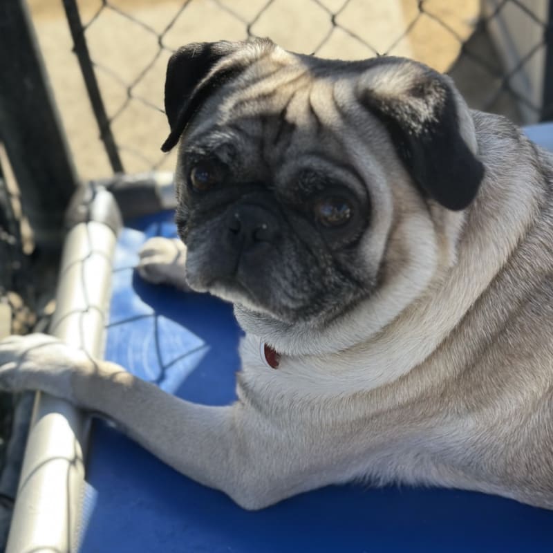 An image of Cooper. Cooper is a Pug.