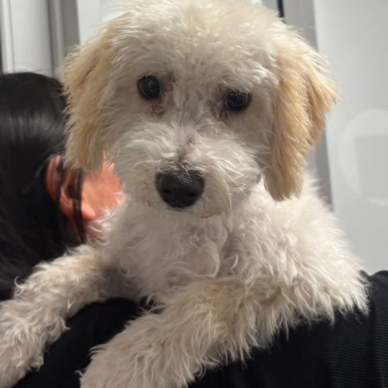 An image of Cumulus. Cumulus is a Mixed Breed (Small).