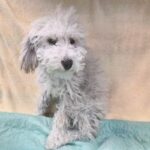 An image of Cumulus. Cumulus is a Mixed Breed (Small).