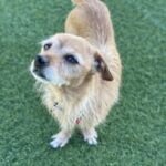 An image of Fido. Fido is a Mixed Breed (Small).