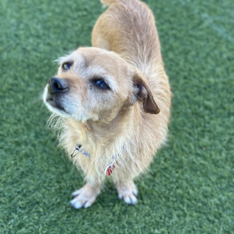 An image of Fido. Fido is a Mixed Breed (Small).