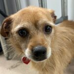 An image of Fido. Fido is a Mixed Breed (Small).