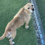 An image of Fido. Fido is a Mixed Breed (Small).