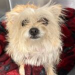 An image of Calypso. Calypso is a Chihuahua.