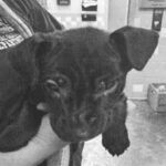 An image of Habibi. Habibi is a Mixed Breed (Medium).