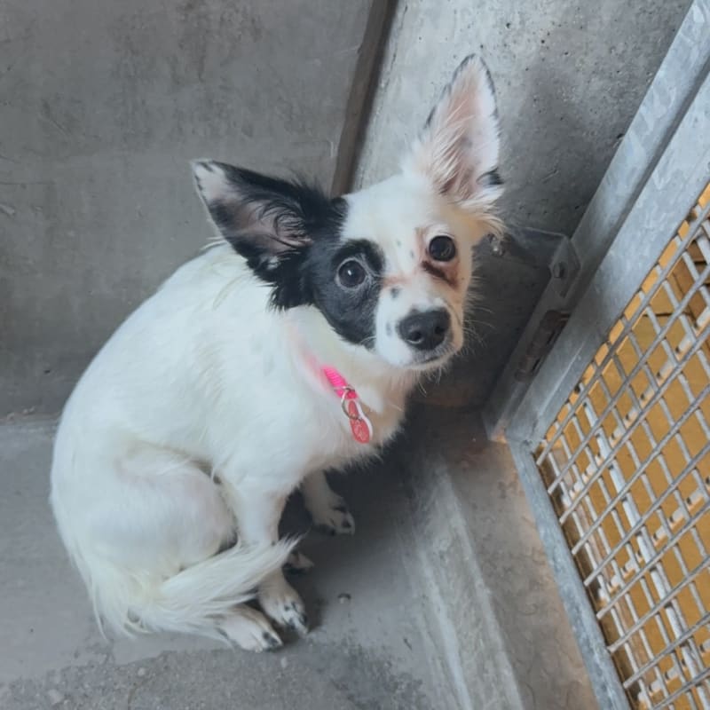 An image of Boo. Boo is a Chihuahua.