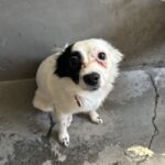 An image of Boo. Boo is a Chihuahua.