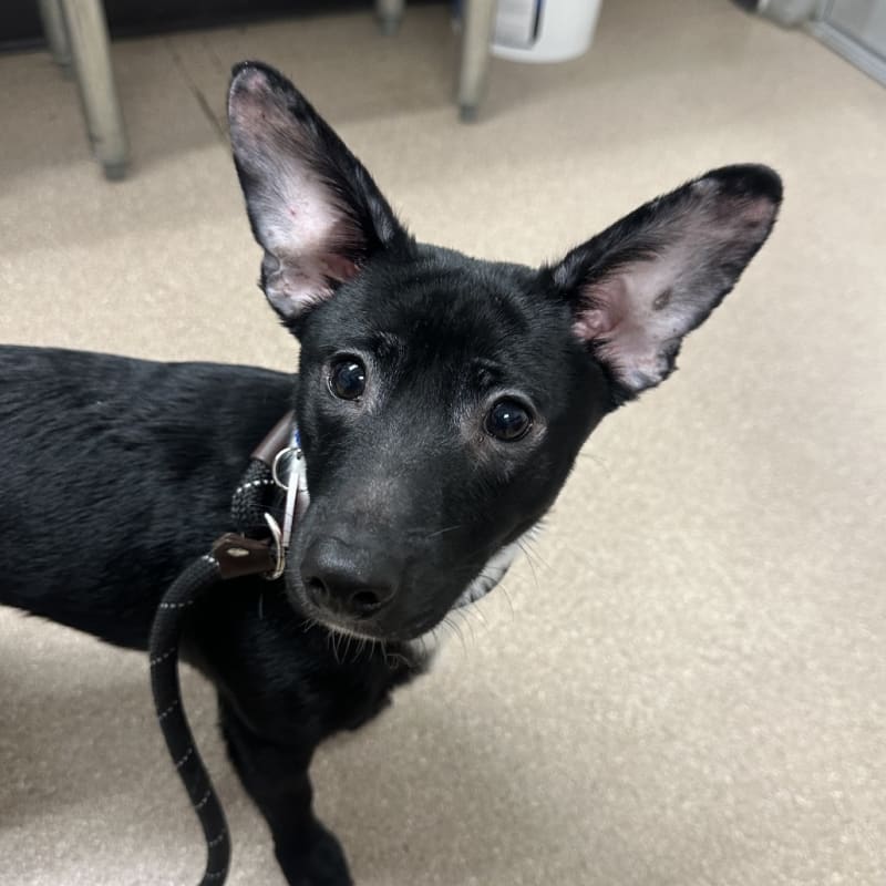 An image of Gordo. Gordo is a Chihuahua.