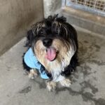 An image of Chanell. Chanell is a Maltese.