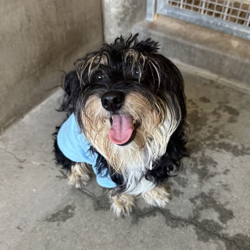 An image of Chanell. Chanell is a Maltese.