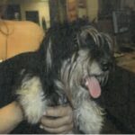 An image of Chanell. Chanell is a Maltese.