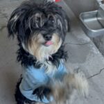 An image of Chanell. Chanell is a Maltese.