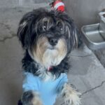 An image of Chanell. Chanell is a Maltese.