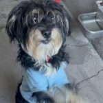 An image of Chanell. Chanell is a Maltese.