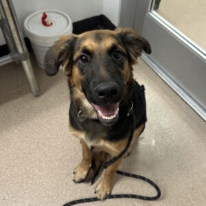 An image of Princessa. Princessa is a Shepherd, German.