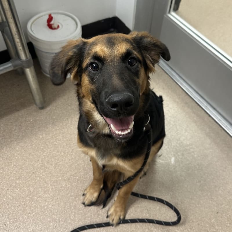 An image of Princessa. Princessa is a Shepherd, German.