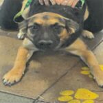 An image of Princessa. Princessa is a Shepherd, German.