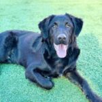 An image of Donnie. Donnie is a Shepherd, German.