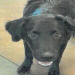 An image of Donnie. Donnie is a Shepherd, German.