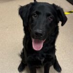 An image of Donnie. Donnie is a Shepherd, German.