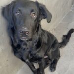 An image of Donnie. Donnie is a Shepherd, German.