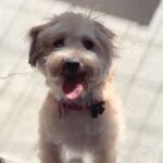 An image of Scooby. Scooby is a Maltese.