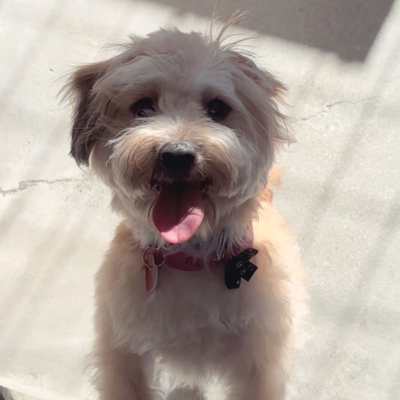 An image of Scooby. Scooby is a Maltese.