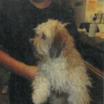 An image of Scooby. Scooby is a Maltese.