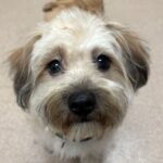 An image of Scooby. Scooby is a Maltese.