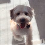 An image of Scooby. Scooby is a Maltese.