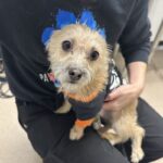 An image of Max. Max is a Chihuahua.