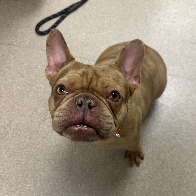 An image of Allie. Allie is a Bulldog, French.