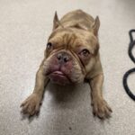 An image of Allie. Allie is a Bulldog, French.