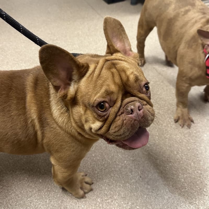 An image of Noah. Noah is a Bulldog, French.