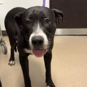 An image of Shasta. Shasta is a Terrier, Pit Bull.