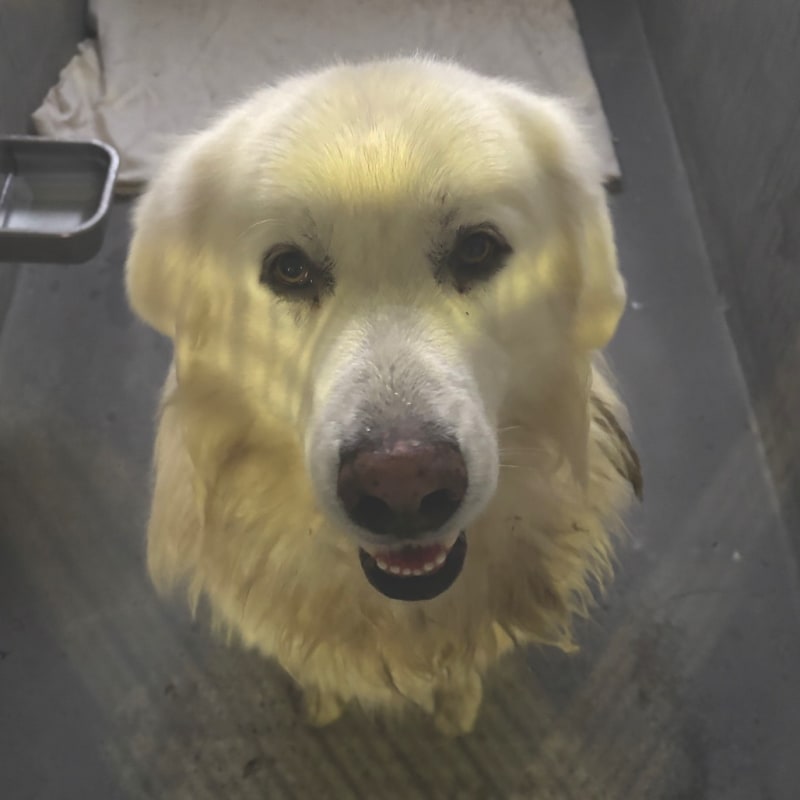 An image of Leo. Leo is a Pyrenees, Great.