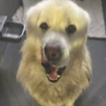 An image of Leo. Leo is a Pyrenees, Great.