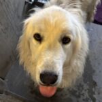An image of Oso. Oso is a Pyrenees, Great.