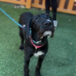 An image of Shine. Shine is a Schnauzer, Giant.