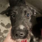 An image of Shine. Shine is a Schnauzer, Giant.