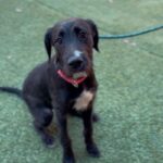 An image of Shine. Shine is a Schnauzer, Giant.