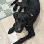 An image of Shine. Shine is a Schnauzer, Giant.