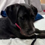 An image of Shine. Shine is a Schnauzer, Giant.