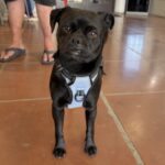 An image of Sooty. Sooty is a Pug.