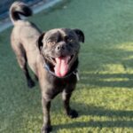 An image of Sooty. Sooty is a Pug.