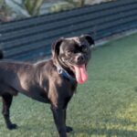 An image of Sooty. Sooty is a Pug.